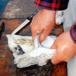 cuttlefish-bait-step-9