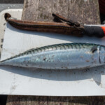 2021-06-19-south-queensferry-scrabster-0063