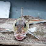 2021-06-19-south-queensferry-scrabster-0075