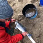 The fish being measured then released after being kept in water The fish being measured then released after being kept in water