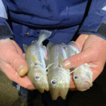 Average stamp whiting for Russell Average stamp whiting for Russell