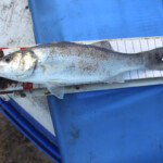 The Eelman's blank saving schoolie bass The Eelman's blank saving schoolie bass