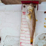 One of the weevers caught today, watch out for their sting in the black dorsal fin and gill cover spine One of the weevers caught today, watch out for their sting in the black dorsal fin