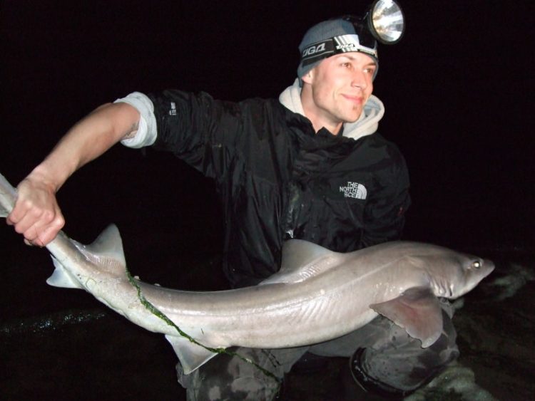 record smoothhound