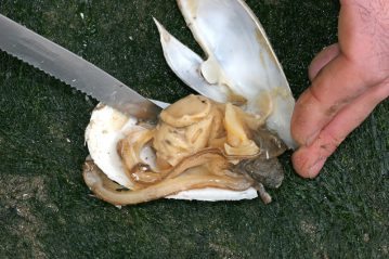 removing the gaper clam from its shell