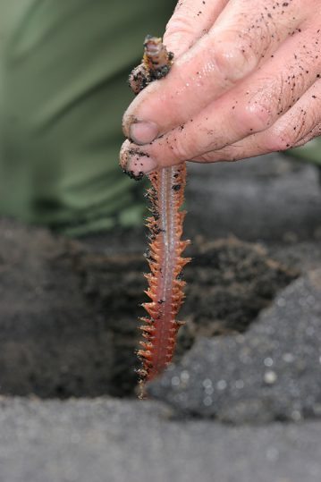 close up of a ragworm being lifted from sand