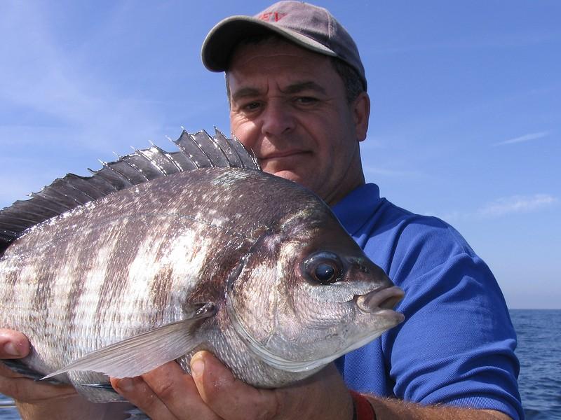 Species spotlight: Black bream | Planet Sea Fishing