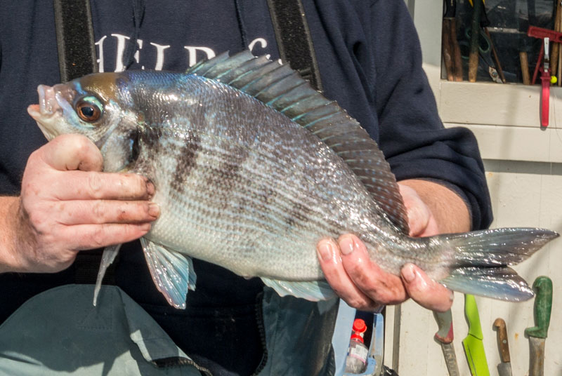 Bream, Black | Planet Sea Fishing