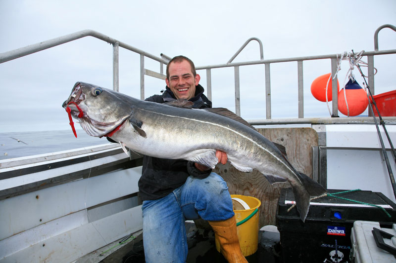 coalfish planet sea fishing