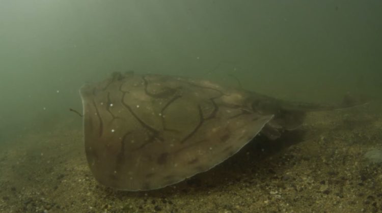 a threatened undulate ray underwater