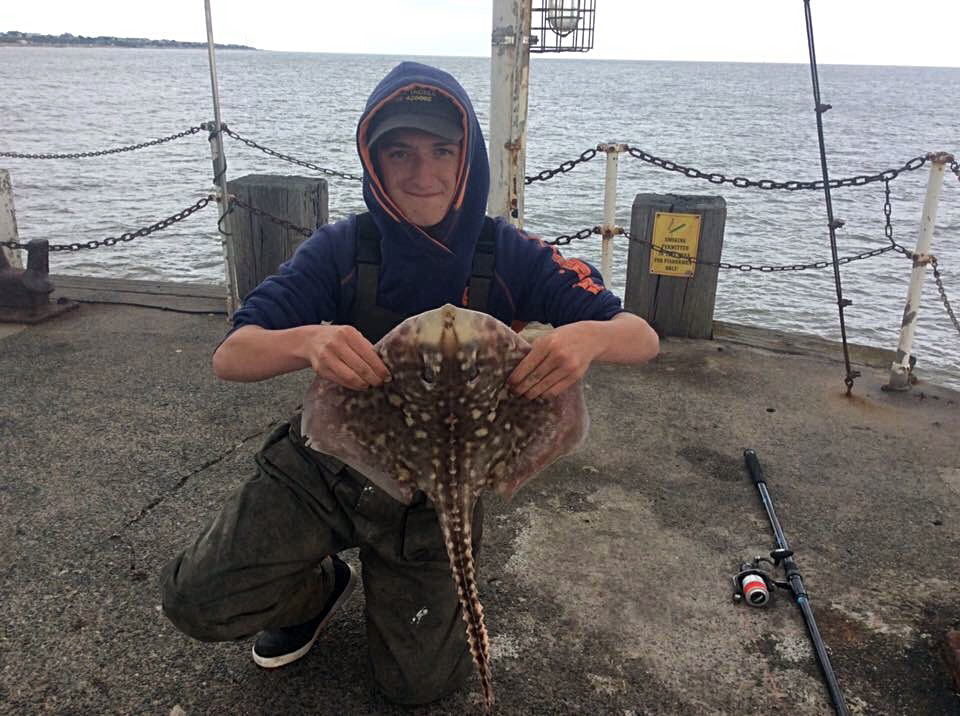 summer species hit the essex coast planet sea fishing