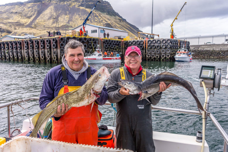 Cod and coalies abound at Olafsvik